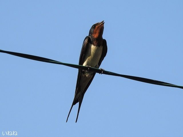 ツバメ2019年5月27日
