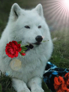 image-70.gif