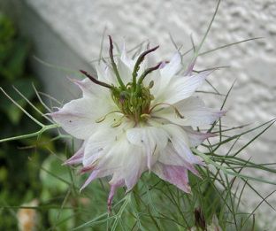 こぼれ種のニゲラの発芽 | のんびりガーデニング - 楽天ブログ こぼれ種のニゲラの発芽 | のんびりガーデニング - 楽天ブログ