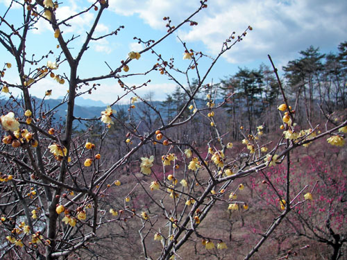 宝登山ロープウェイ