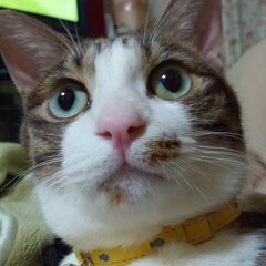福ちゃんのアップ