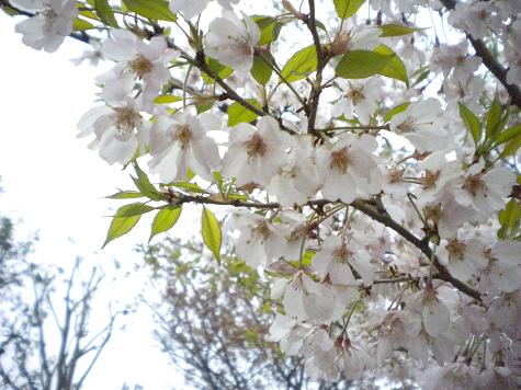 ４／２１早朝風景・一重の桜.JPG