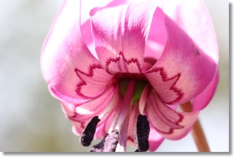 樹木公園-18 カタクリ-5 14.4.2