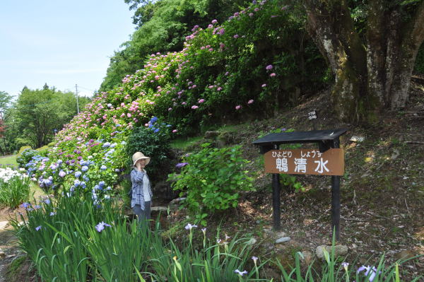 菖蒲・紫陽花