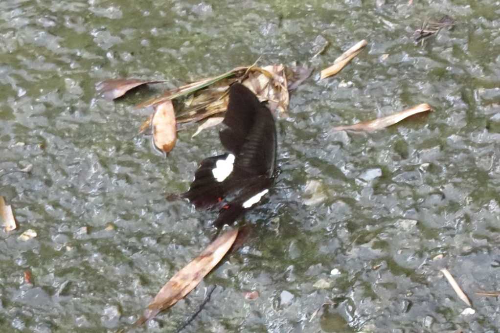 515