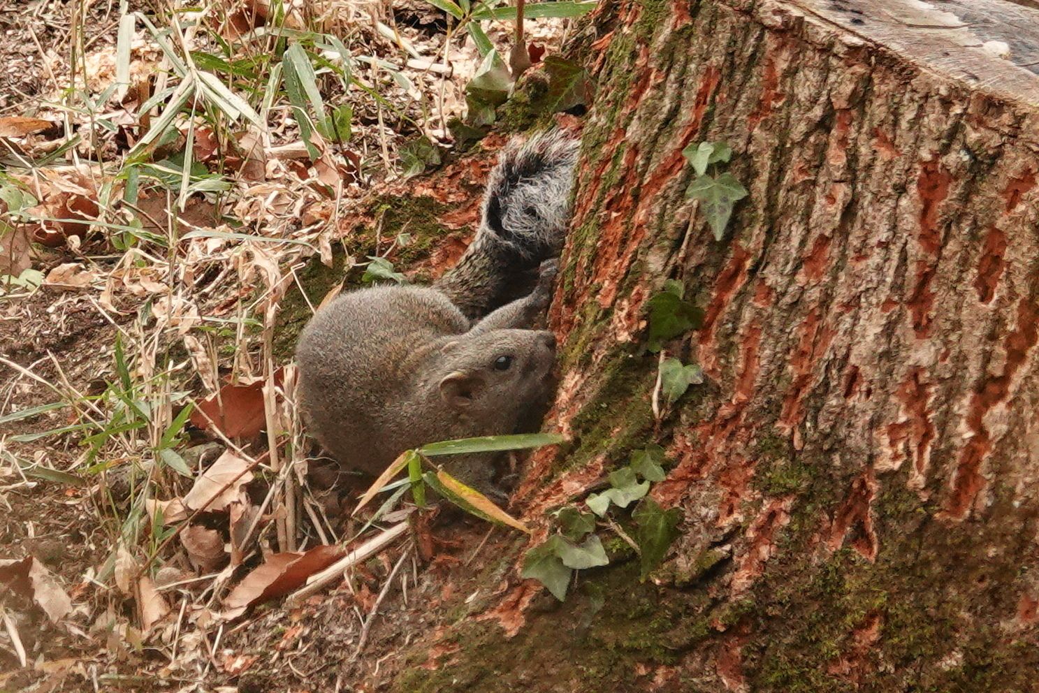 横浜舞岡公園のリス アウトドア親爺の徒然日記 楽天ブログ