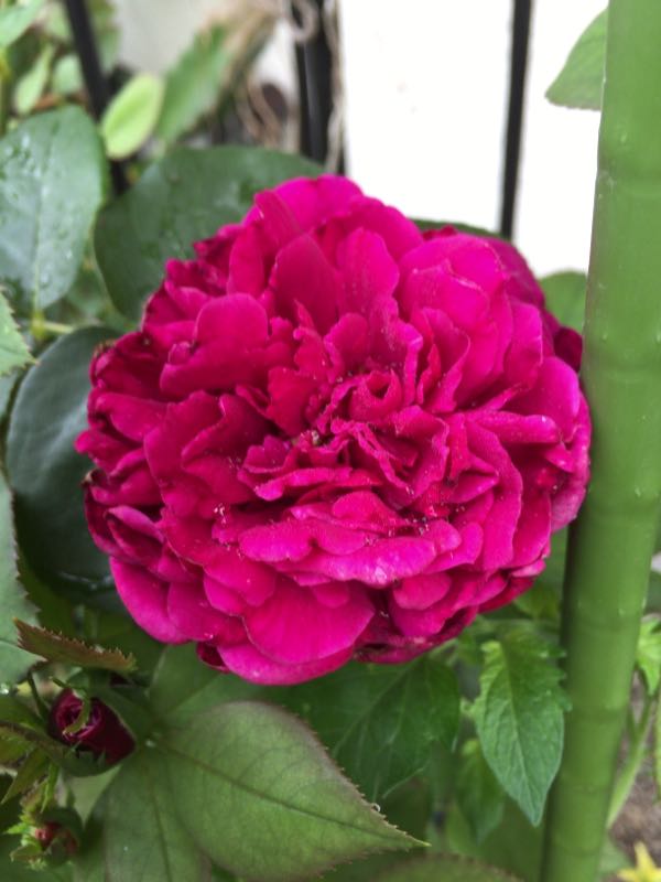 rblog-20170627211100-04.jpg
