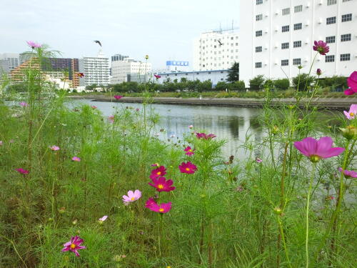 しながわ花海道