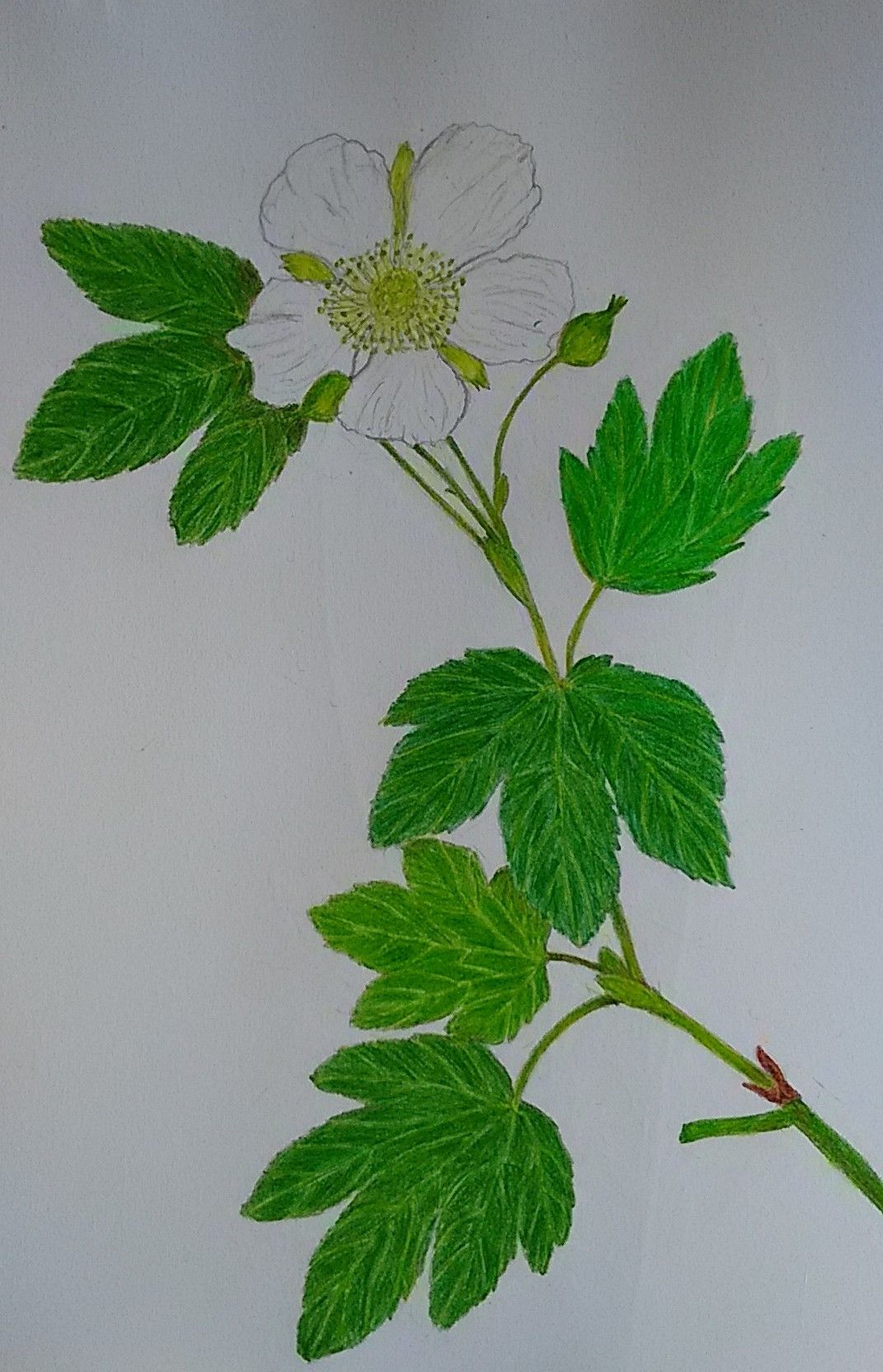 キイチゴ 木苺 の花を描きました さりぃちゃん On 釣三丸 楽天ブログ キイチゴ 木苺 の花を描きました さりぃちゃん On 釣三丸 楽天ブログ