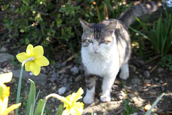 我が家のニャンコ♪2016/3/29-2