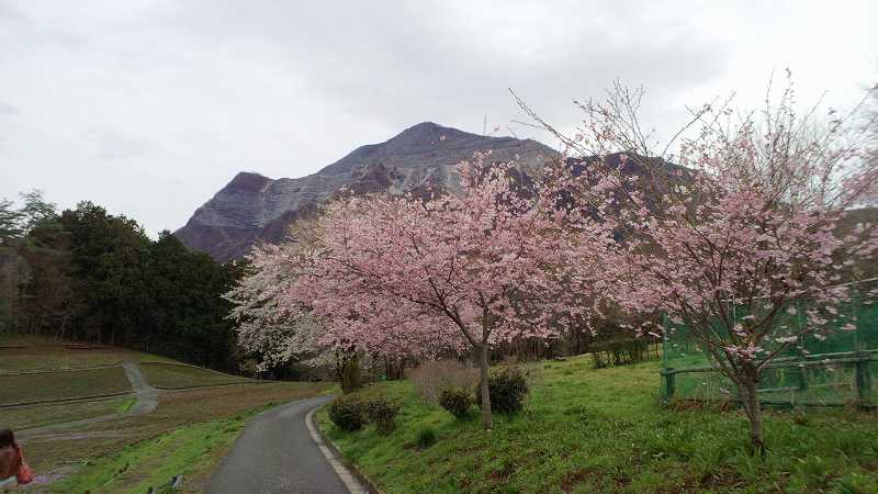 羊山のサクラ。