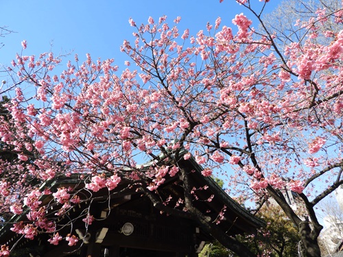 荏原神社の寒緋桜