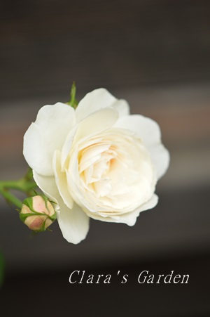 DSC_0010.JPG