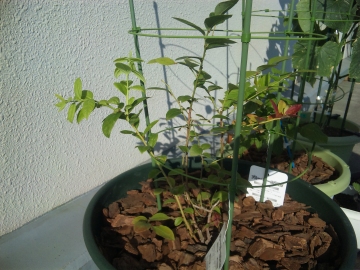 定植後３週間