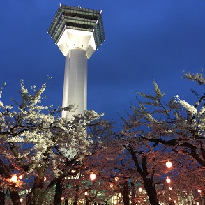 ５－４８桜１.JPG