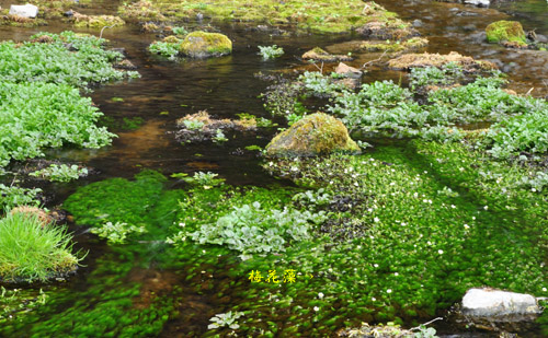 梅花藻