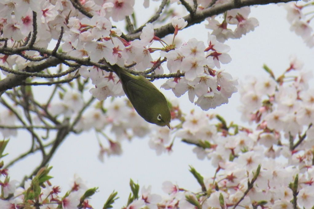 桜ソメイヨシノ満開 桜メジロ 椚メジロ 大分金太郎の花鳥蝶月 楽天ブログ