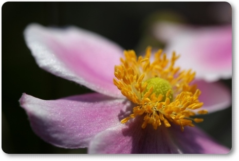 狐山古墳-24 シュウメイギク-3 13.9.24