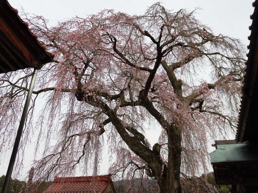 16.03.30桜３.JPG