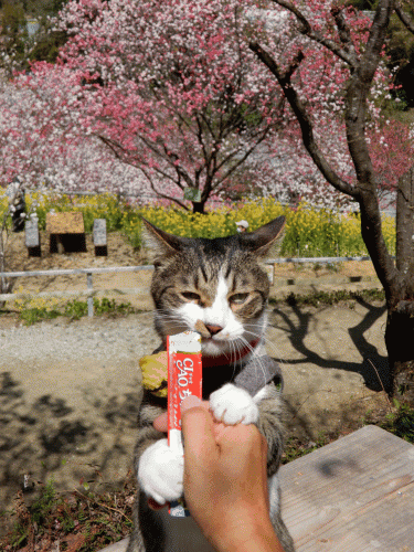 記事一覧 あずきちゃん 猫 のお散歩ブログ 楽天ブログ