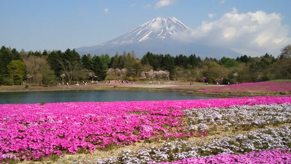 富士山と芝桜３