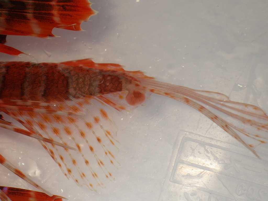 セトミノカサゴ（Parapterois heterura）11　タマコブムシ（Ichthyotaces pteroisicola）の寄生
