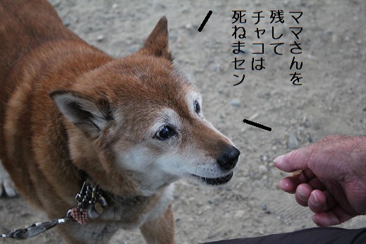 ちゃこ