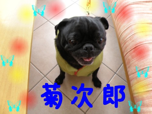 菊次郎.JPG