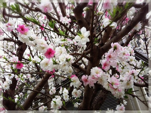 花桃