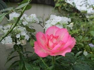 IMG_0059ss.jpg