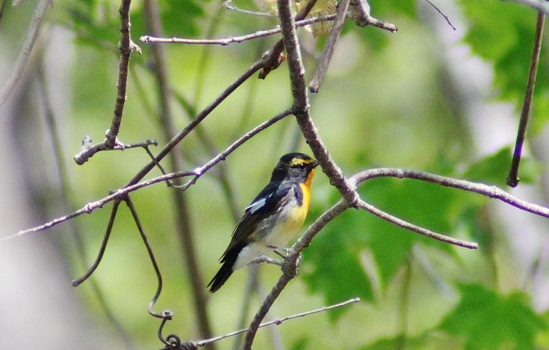 IMG_8239 (800x510).jpg