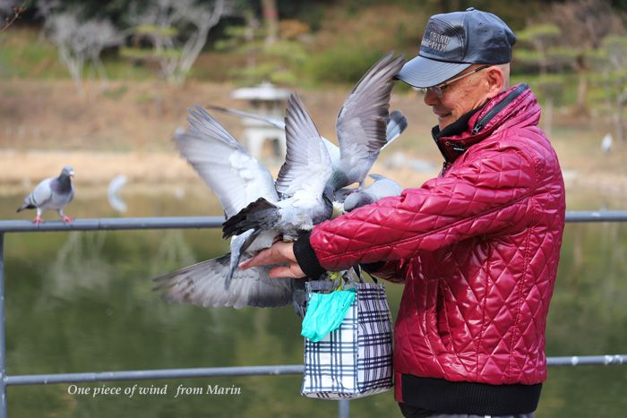 鳩使いのおじさん ひとひらの風 楽天ブログ