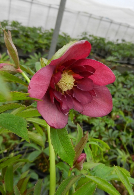DSCN1229.JPG