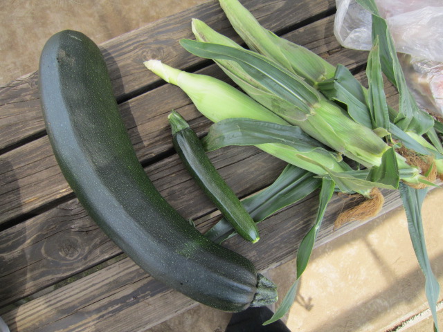 20120630ズッキーニ.jpg