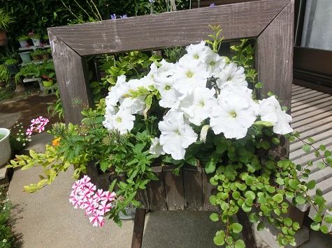 オープンガーデン