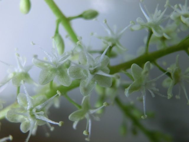 オカワカメの花 (14).JPG