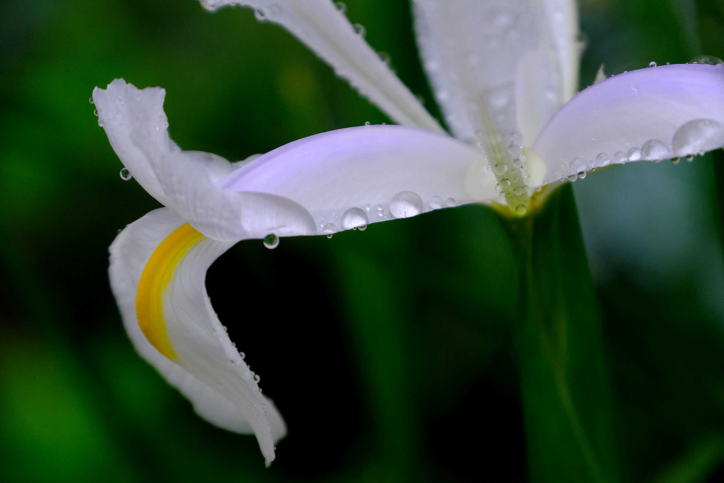 ダッチアイリスとジャーマンアイリス 南風のメッセージ 楽天ブログ