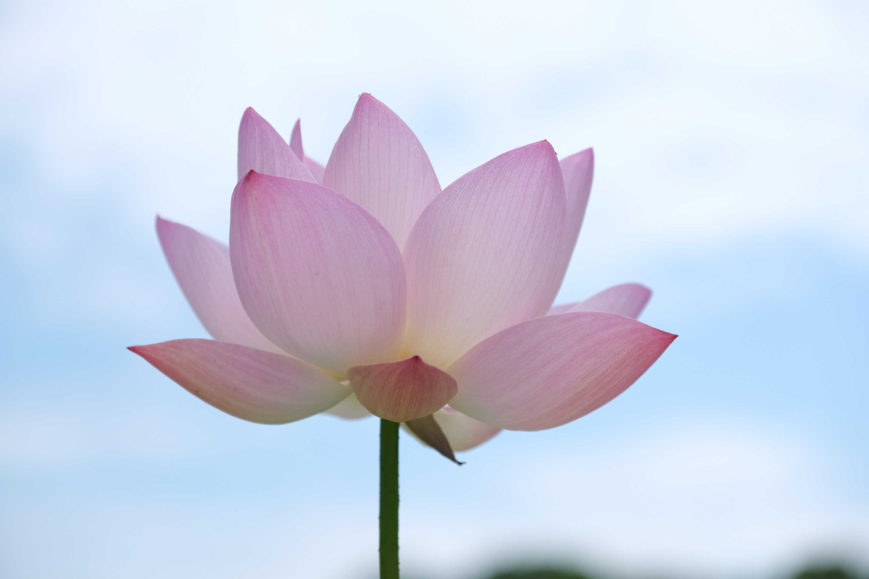 いろいろな蓮その２ 南風のメッセージ 楽天ブログ