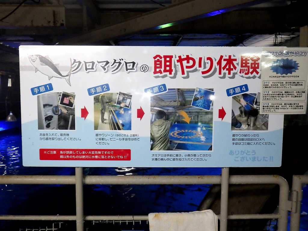 串本海中公園2018年12月下旬10　クロマグロの餌やり体験