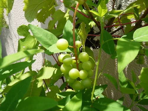 4植物葡萄500２.jpg