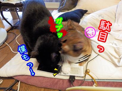 携帯２.JPG