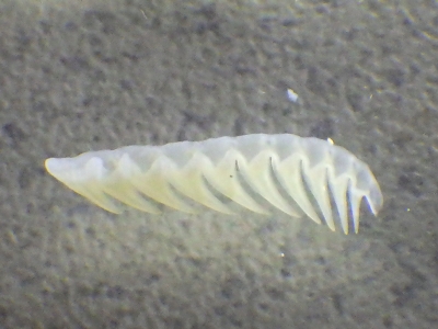 ムラサキヌタウナギ（Eptatretus okinoseanus）10　後列片側舌歯