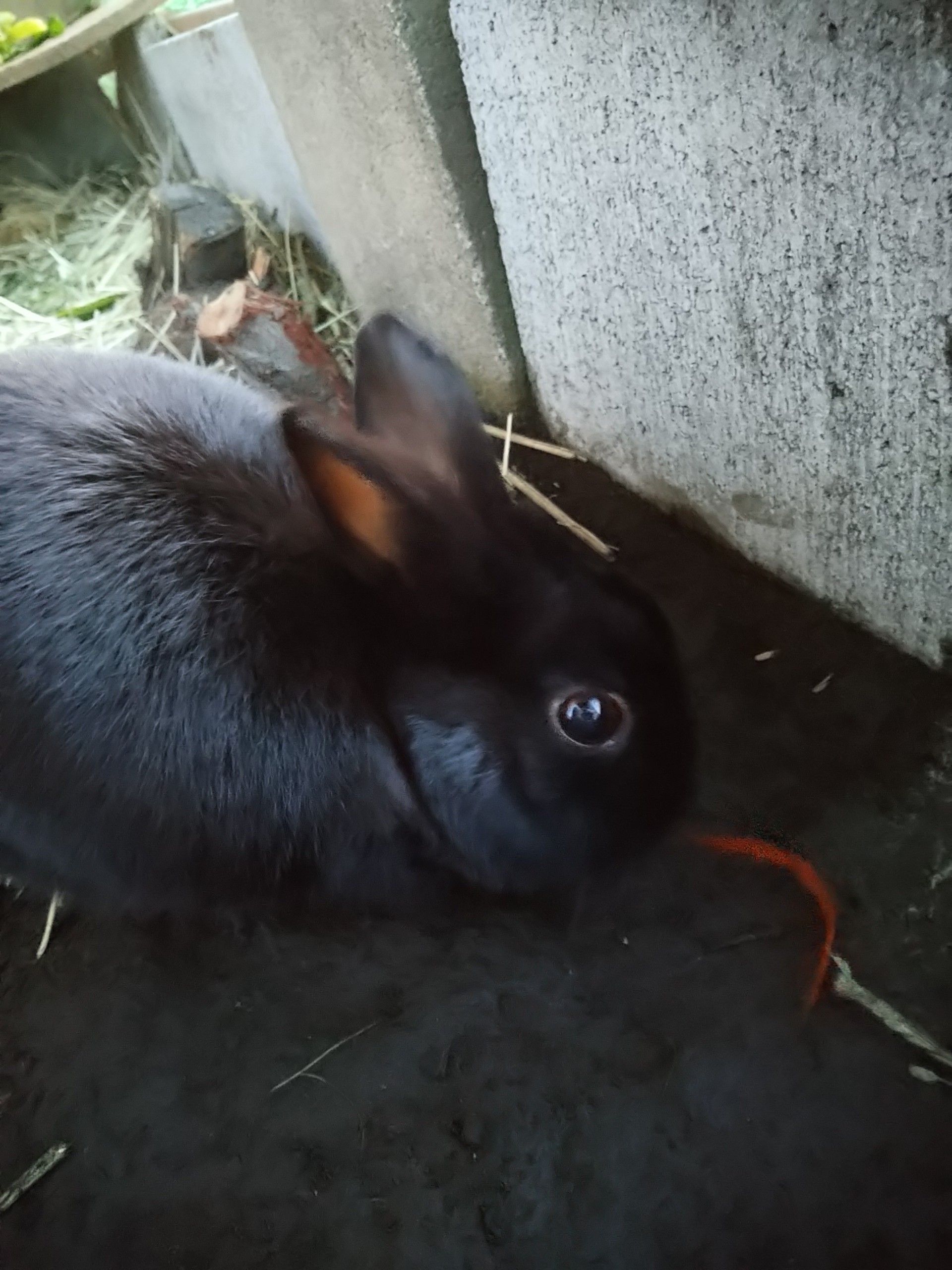 うさぎはスマホを嫌いになった うさぎの屋外飼育 ペット達と時々日記 楽天ブログ