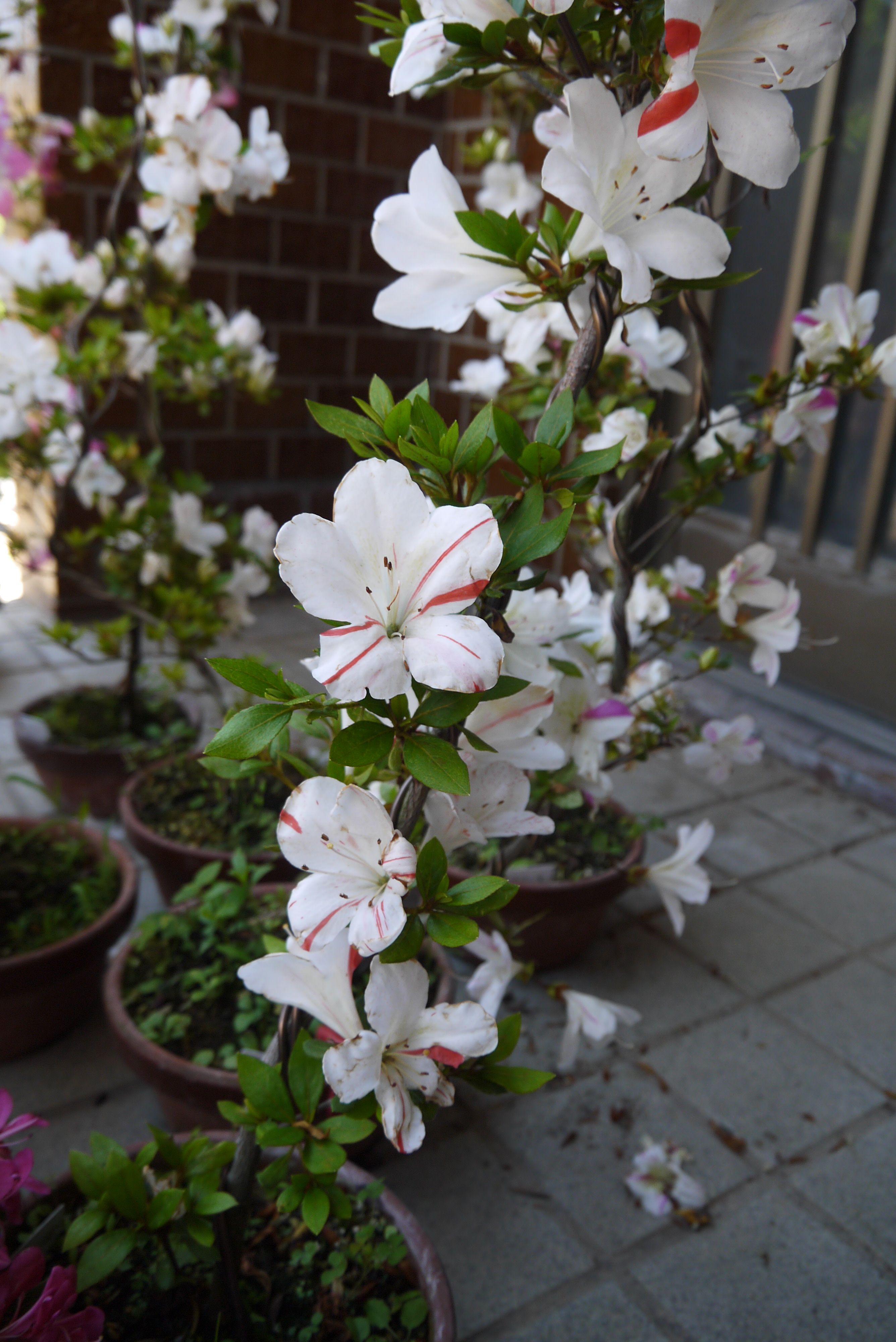 今日の皐月「めぐり逢い」「国光」「煌陽」「白い花かざり」 策士コロ