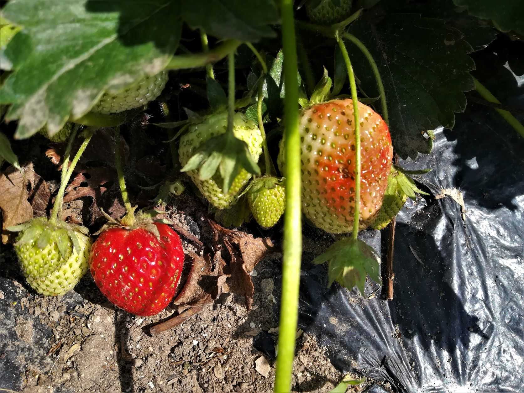 玉葱収穫と苺など Hanadai S Ocean 楽天ブログ