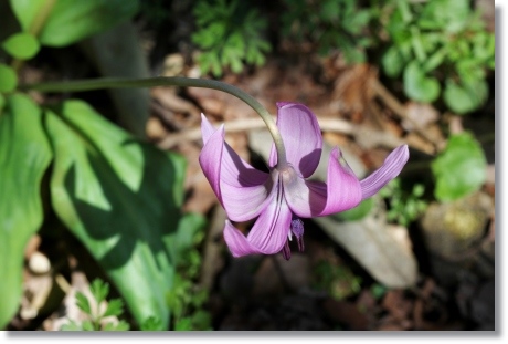 樹木公園-27 カタクリ-14 14.4.2