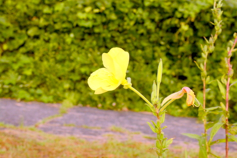 花と株