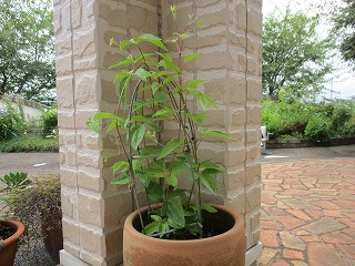 IMG_7824ss.jpg