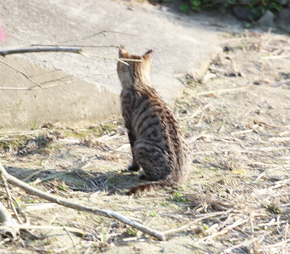 我が家のニャンコ♪2014/05/19-2