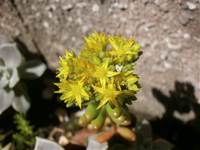 20150602弁慶草花.jpg